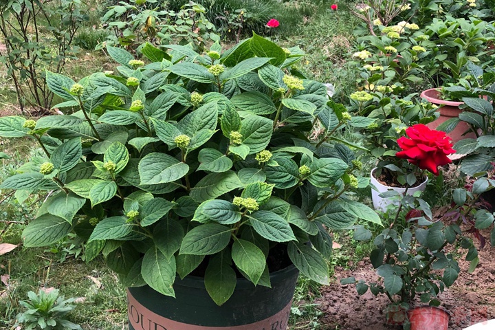 繡球花種植用什么土比較好