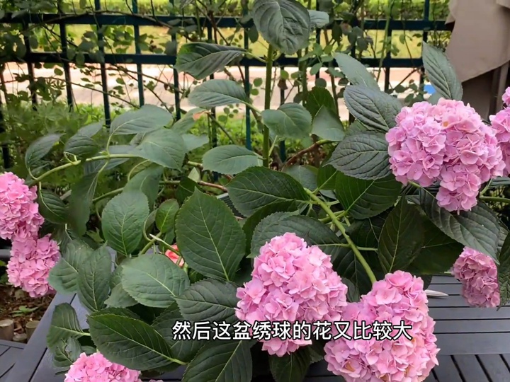 雨后繡球倒伏怎么辦？