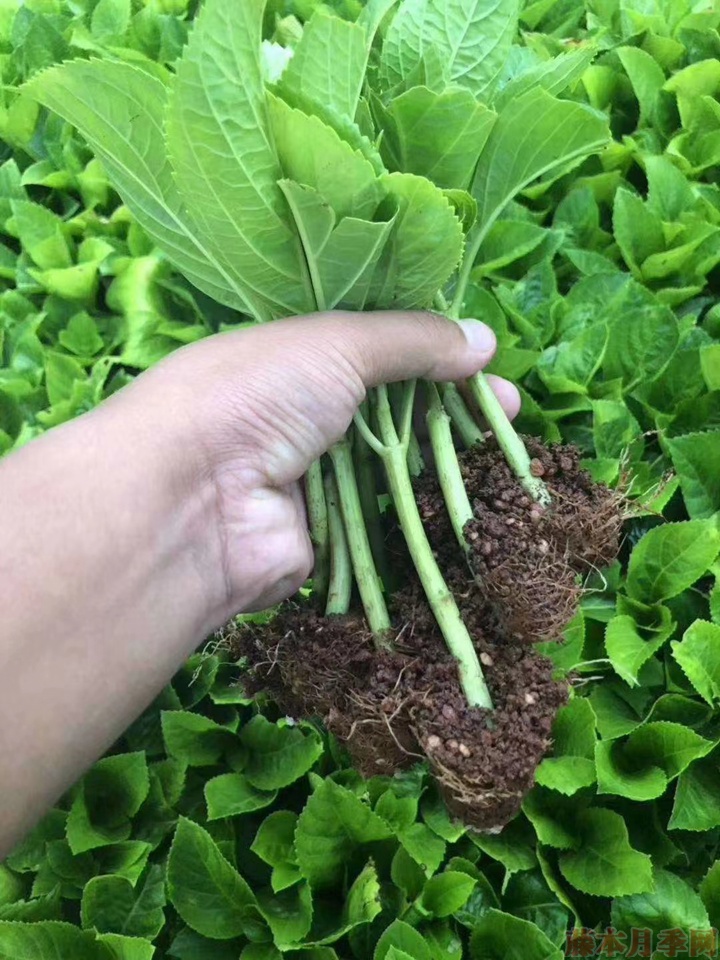 繡球花的扦插方法和時(shí)間