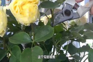 6月白粉病,黑斑病,紅蜘蛛高發(fā)期，如何來進行防治？