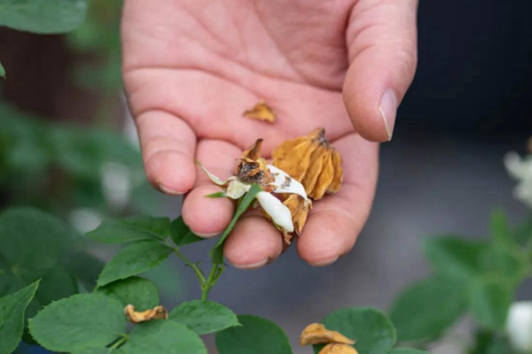 要想月季開(kāi)得好，月季花后修剪少不了