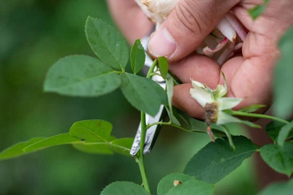 要想月季開(kāi)得好，月季花后修剪少不了