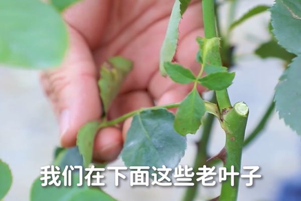 要想月季開(kāi)得好，月季花后修剪少不了