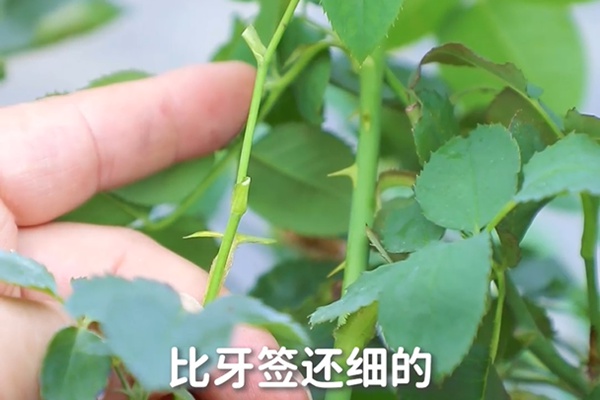 要想月季開(kāi)得好，月季花后修剪少不了