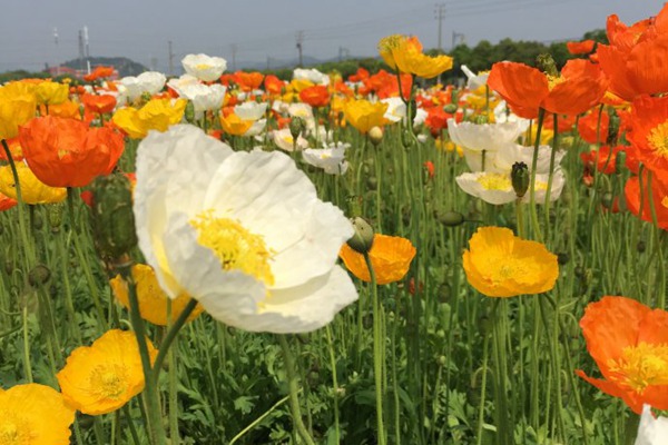 冰島虞美人種子播種時(shí)間和種植方法