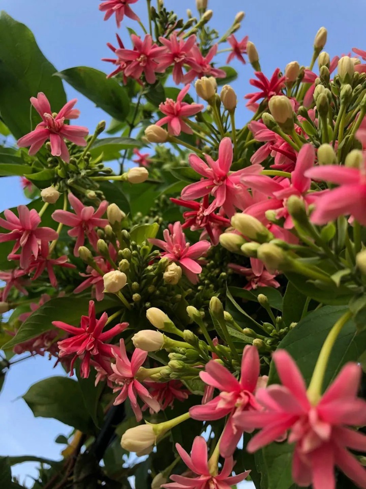 花架上的一顆使君子，點亮兩廣的夏天