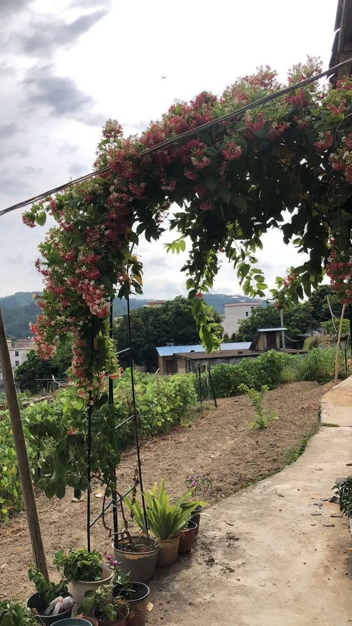 花架上的一顆使君子，點亮兩廣的夏天