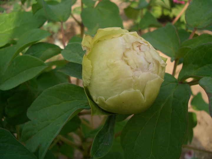 洛陽牡丹花期多長時間,什么時候去賞花好？