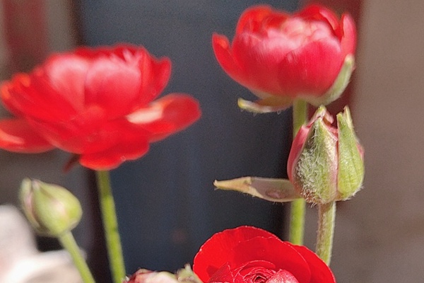 花毛茛的花期是什么時候，能開多久