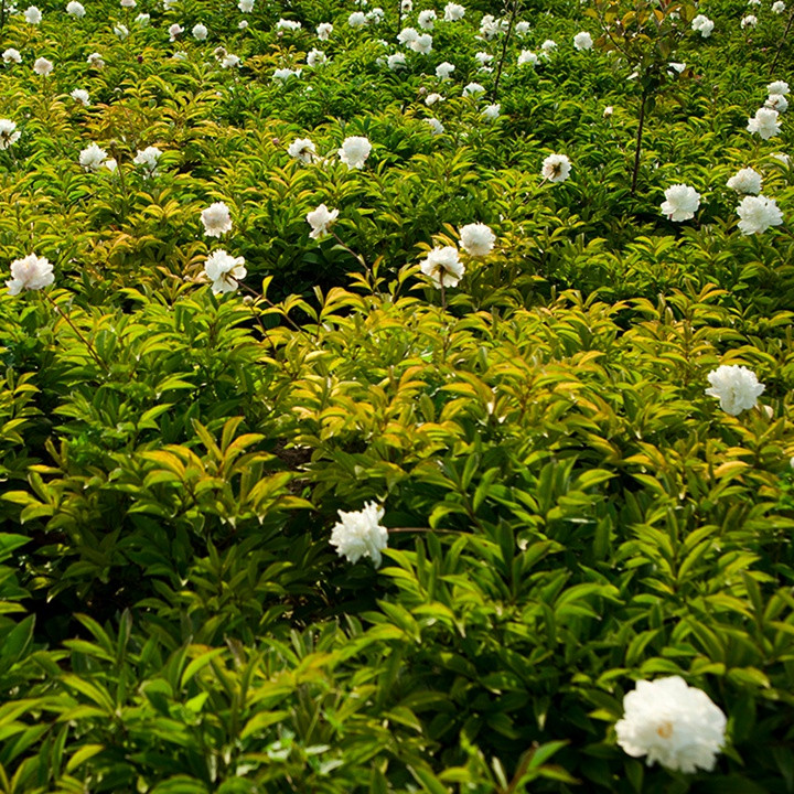 芍藥塊根種植幾年可以開花