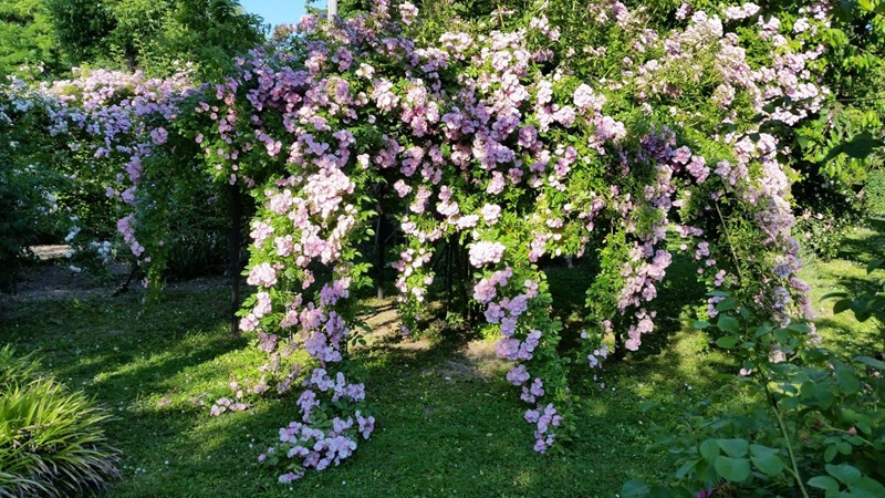 蘋果花