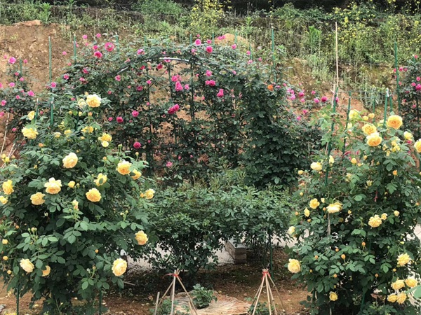 江蘇沭陽月季花基地