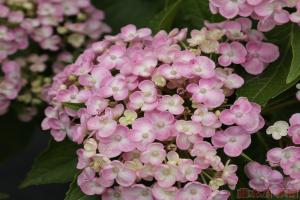 繡球愛(ài)莎和爆米花的區(qū)別