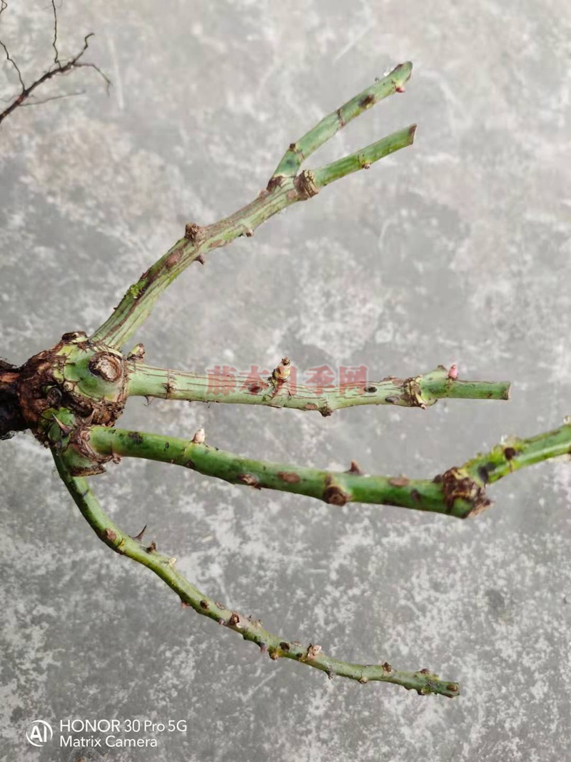 月季藍(lán)莓蛋糕開箱及種植方法分享