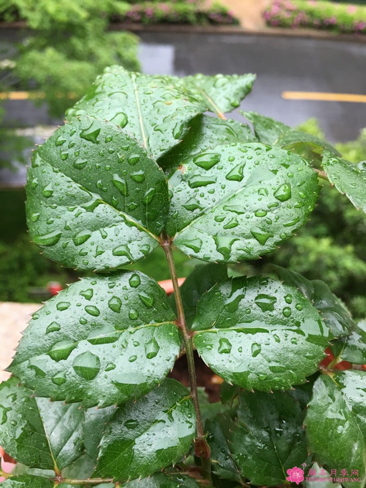 芳香王陽臺(tái)月季