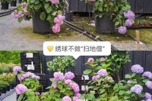 繡球花如何養(yǎng)護才能不垂頭