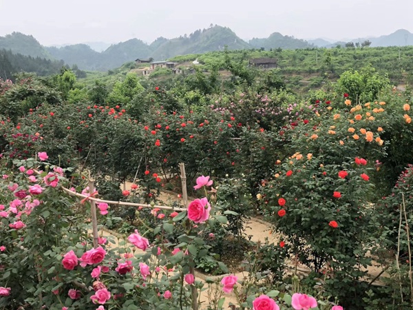 藤本月季夏秋復(fù)花經(jīng)驗分享