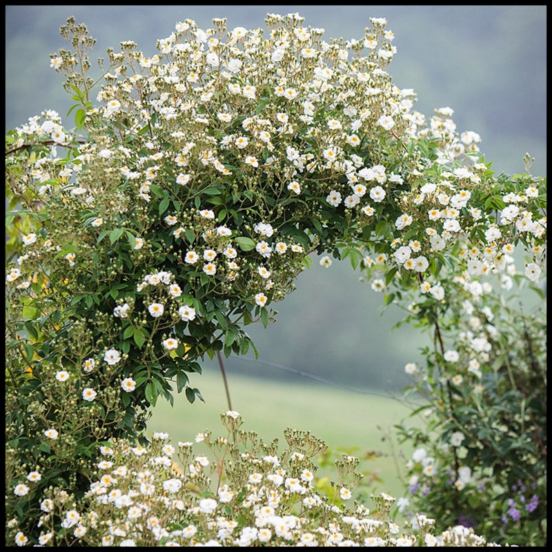 愛的花環(huán)Guirlande d'Amour