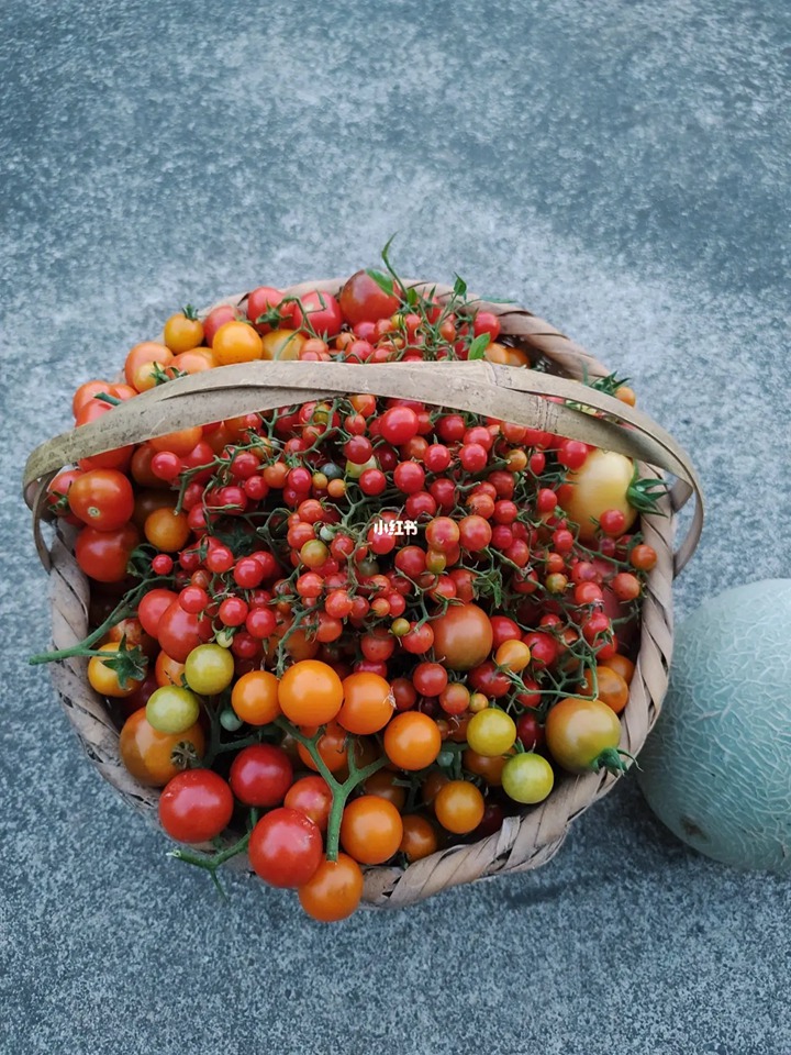 網(wǎng)紅品種番茄種植體驗+品種口味測評