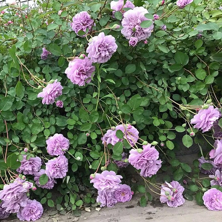 藍色陰雨