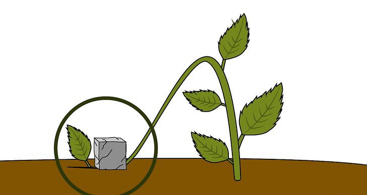 繡球花的四種繁殖方法（多圖詳解）