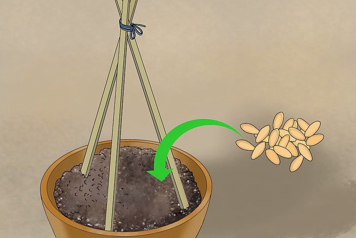 盆栽黃瓜的種植時間和種植方法