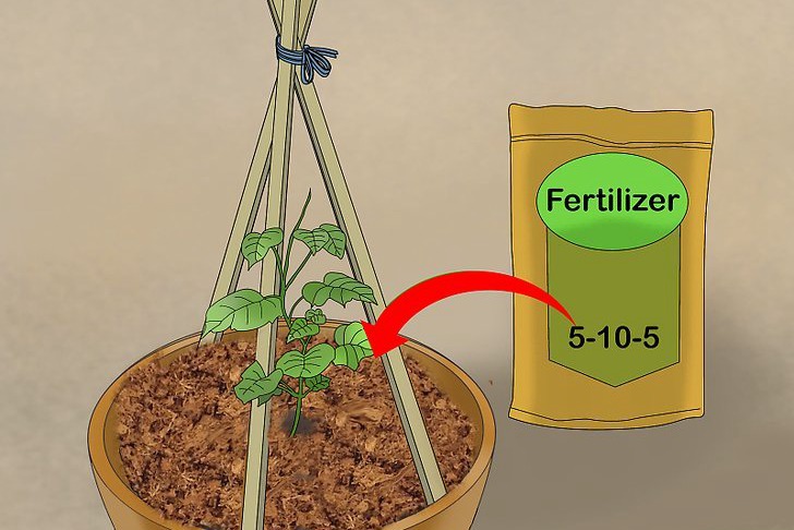 盆栽黃瓜的種植時間和種植方法