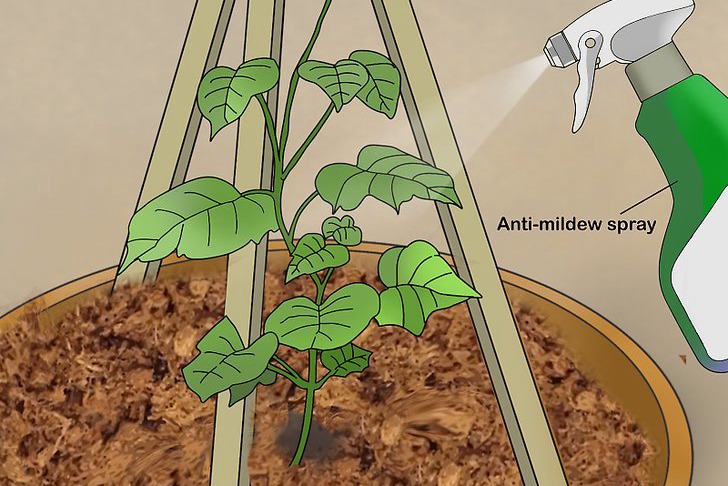 盆栽黃瓜的種植時間和種植方法