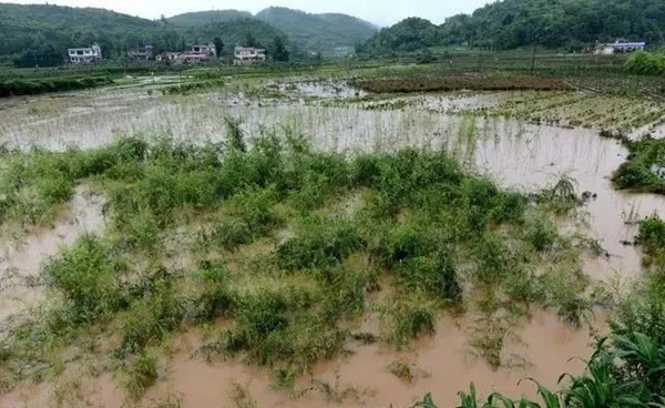 大雨過后草坪、苗木的養(yǎng)護(hù)和復(fù)壯管理