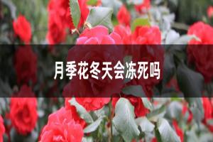 月季花冬天會(huì)不會(huì)凍死