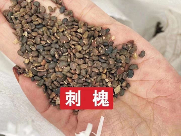 常用的護(hù)坡灌木種子有哪些？