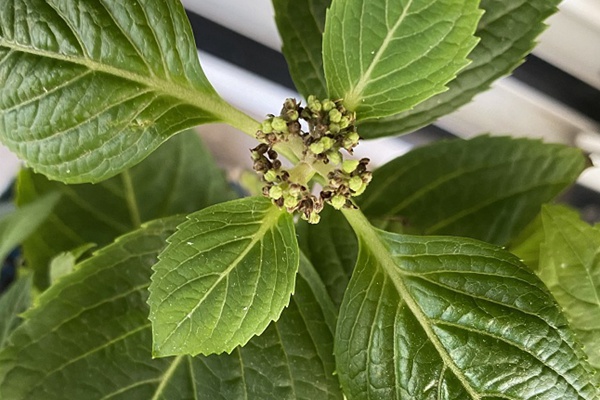 繡球花苞發(fā)霉變黑是什么原因？