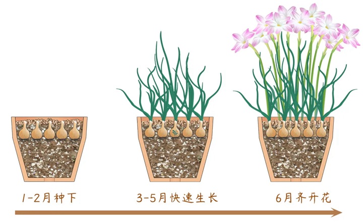 風(fēng)雨蘭終極爆花種植方法（多圖干貨）