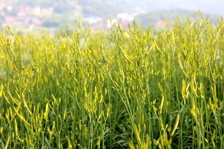 黃花菜