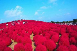 地膚種子什么時(shí)候播種,地膚種子幾月份播種最好