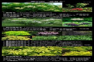 常見(jiàn)的接骨木品種及圖片