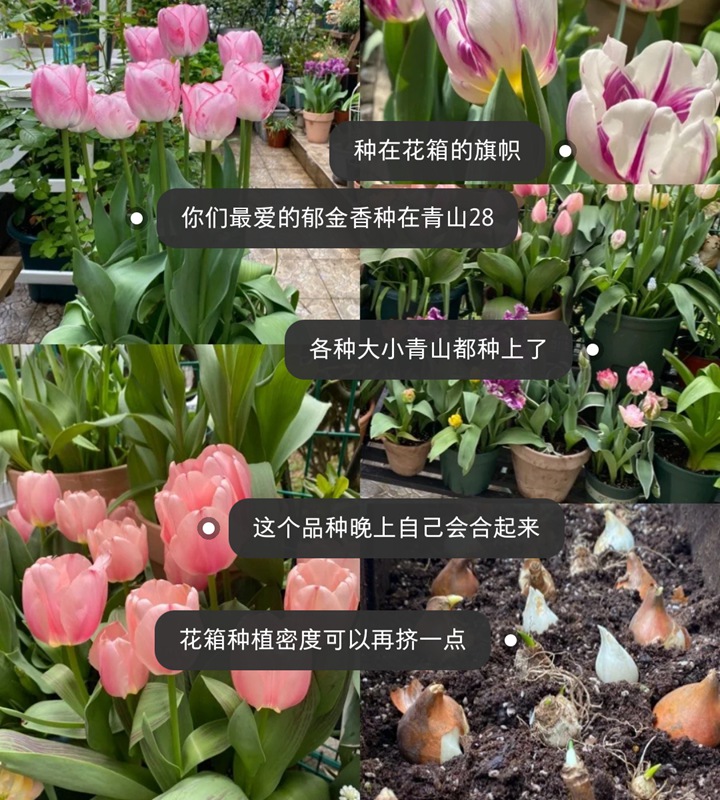 郁金香用什么盆種植，盆栽用什么土比較好