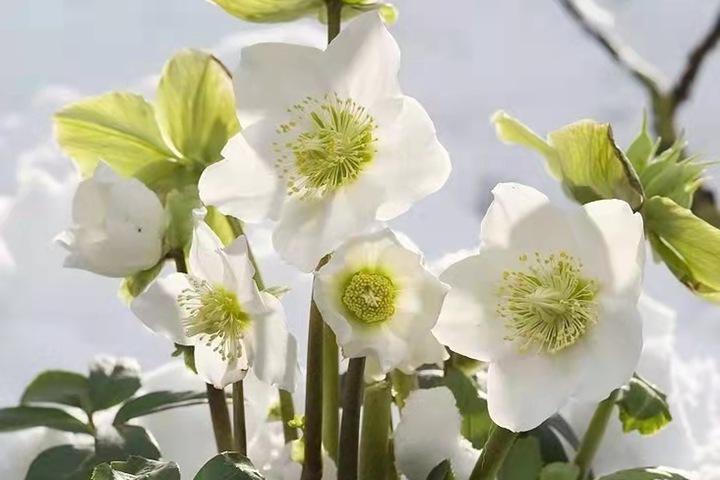 鐵筷子冬日戀歌（Helleborus niger）