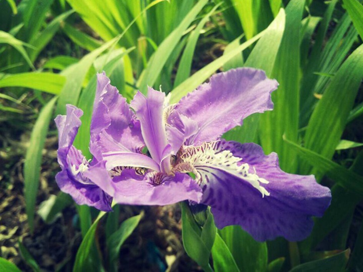 藍(lán)花鳶尾