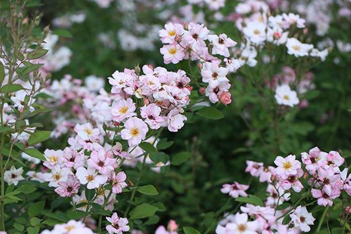 賣(mài)花女/賣(mài)花姑娘