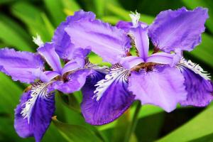 [藍(lán)花鳶尾種子]藍(lán)花鳶尾種子圖片_種植時間和播種方法