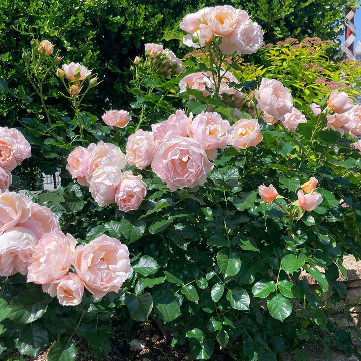 杜樂麗花園Jardin des Tuileries