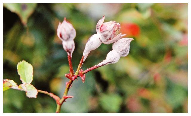 月季初春病害多，防治教程都在此。想要春暖花開，教你搞定病害