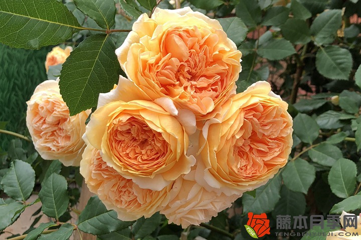 施什么肥讓月季開(kāi)花又多又大