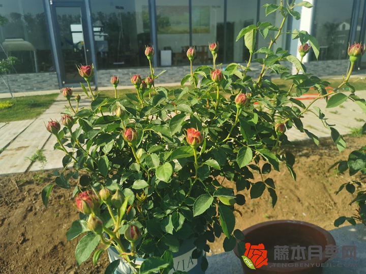 編輯分享月季種植經(jīng)驗(yàn)