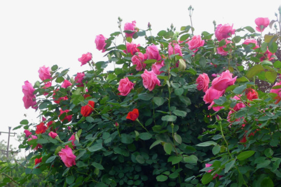 月季一年最多能開(kāi)幾次花