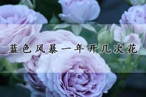 藍(lán)色風(fēng)暴月季一年開幾次花