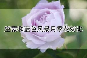 空蒙和藍色風(fēng)暴月季花對比分析