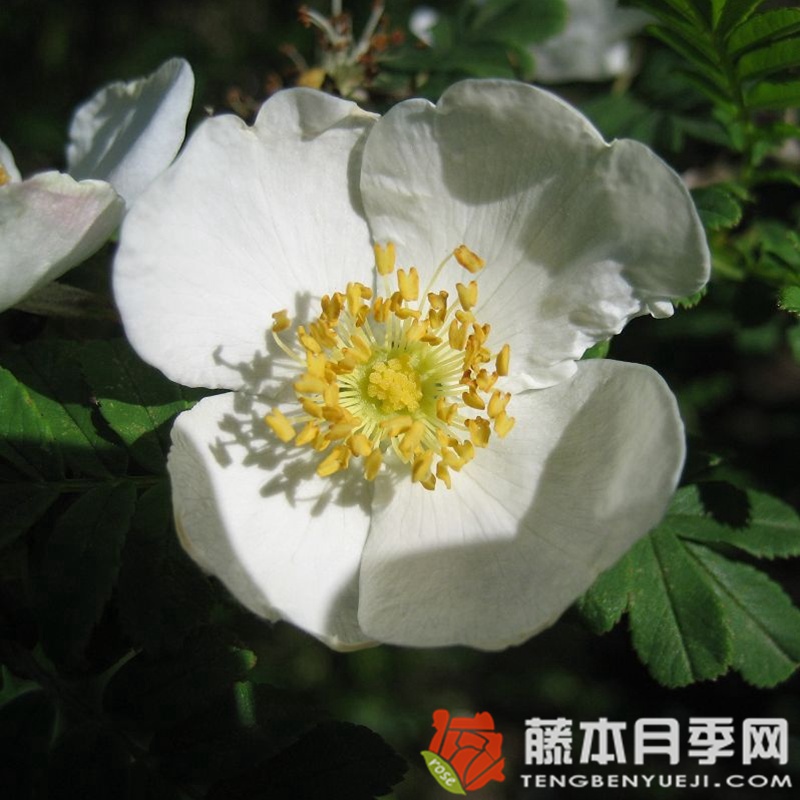 扁刺峨眉薔薇