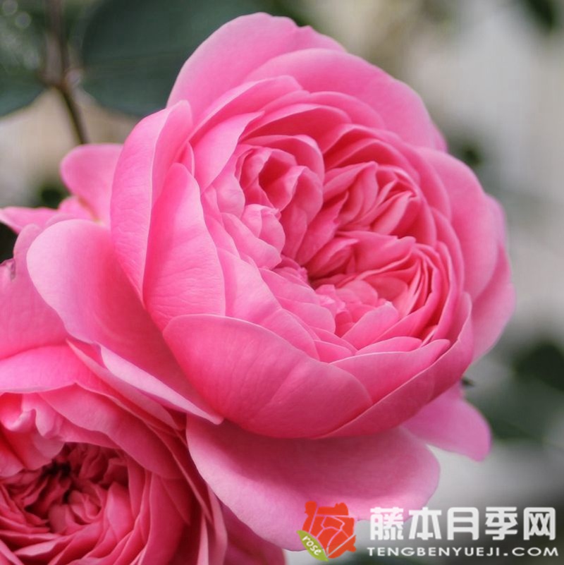 月季花的花語是什么